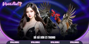 Đá gà đơn C1 Thomo