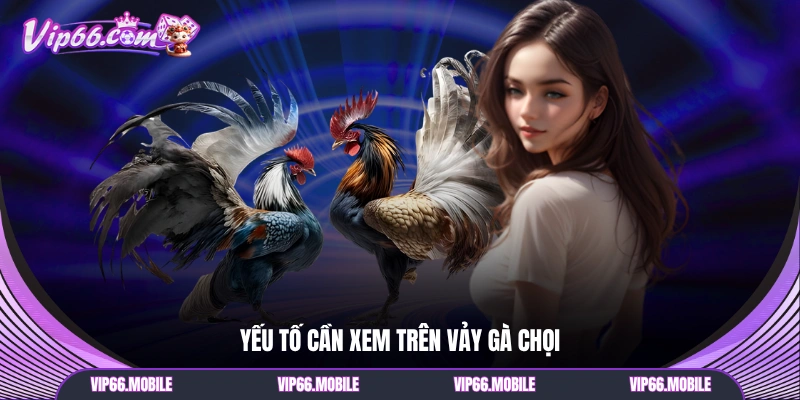 Yếu tố cần xem trên vảy gà chọi